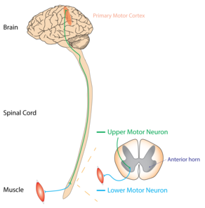 Causes, Symptoms, Diagnosis, And Treatment For Motor Neurone Disease